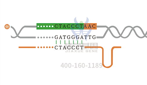 【佳学基因检测】孟买表型基因解码、基因检测的报告看得懂吗？