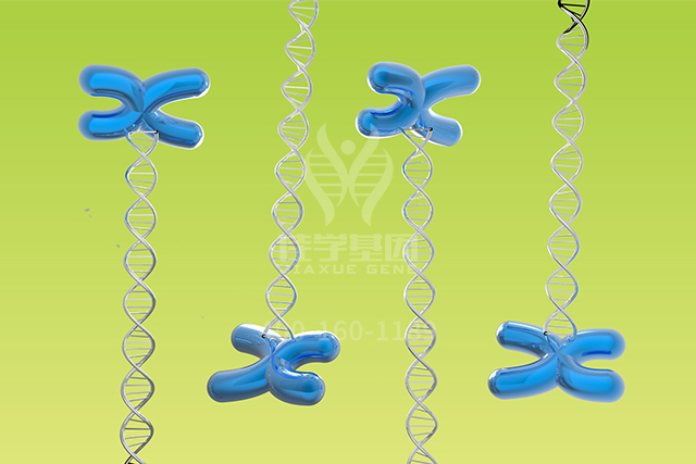 【佳学基因检测】文心一言中分子病理检测中关于BAK1P2的知识所包含的内容
