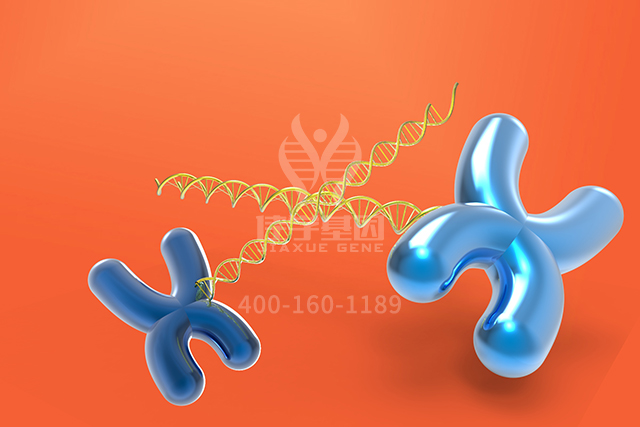 【染色体检测】