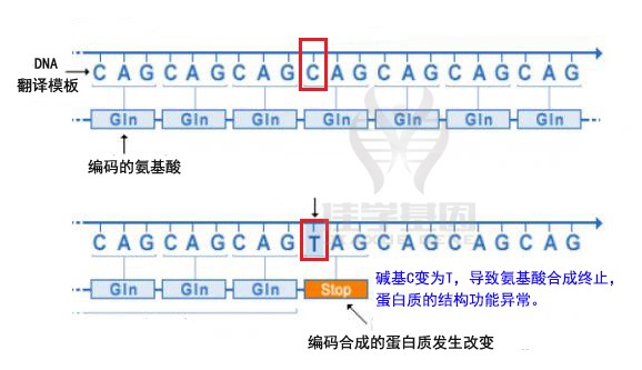 【佳学基因-基因检测】图解|基因突变的类型有哪些？