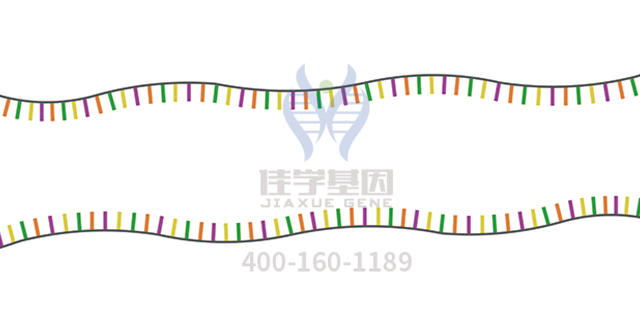 【佳学基因-基因检测】原发性视网膜色素变性基因检测