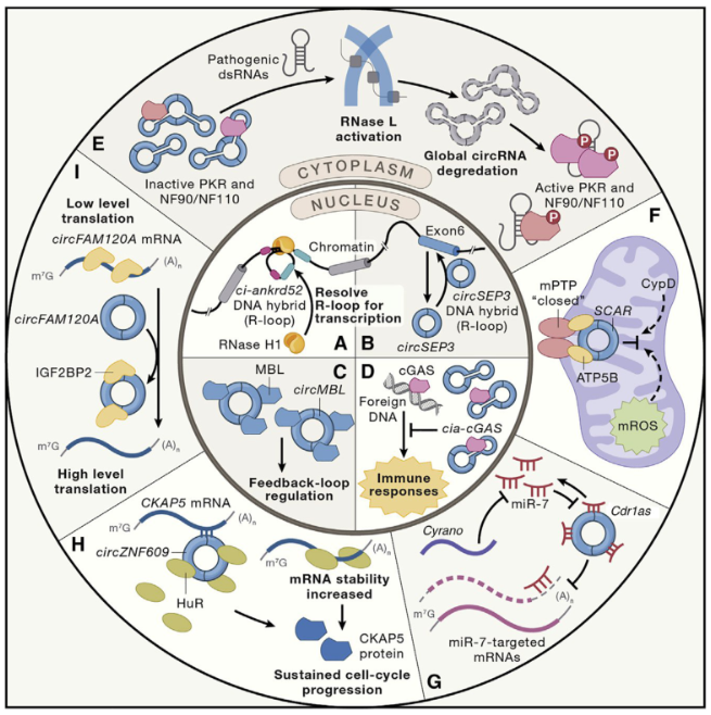 【佳学基因检测】基因检测中如何进行非编码RNA和全转录组联合分析