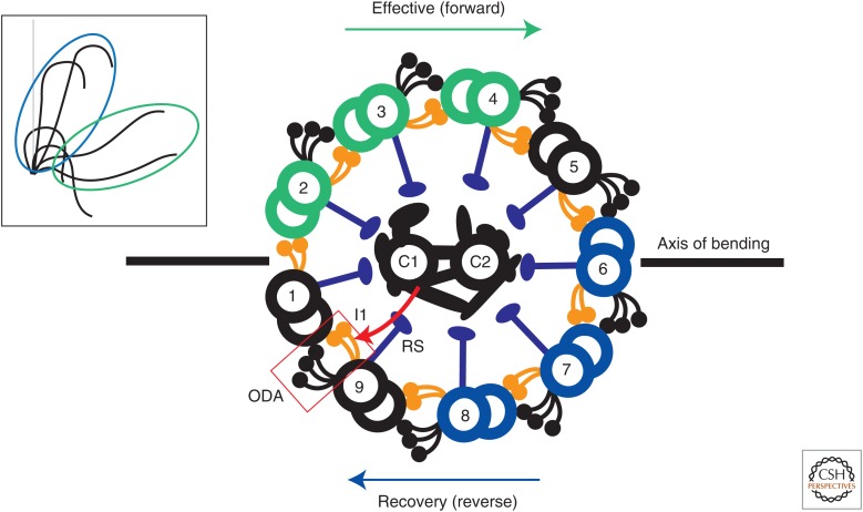 【佳学基因检测】缺乏外动力蛋白臂基因检测