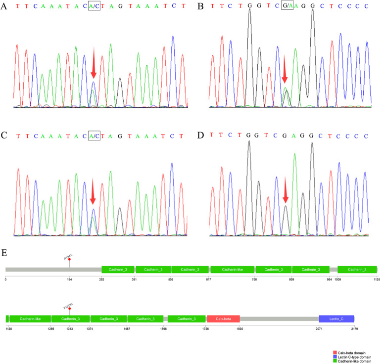 【佳学基因检测】鼻尖裂成两半基因解码、基因检测怎么预约解读？