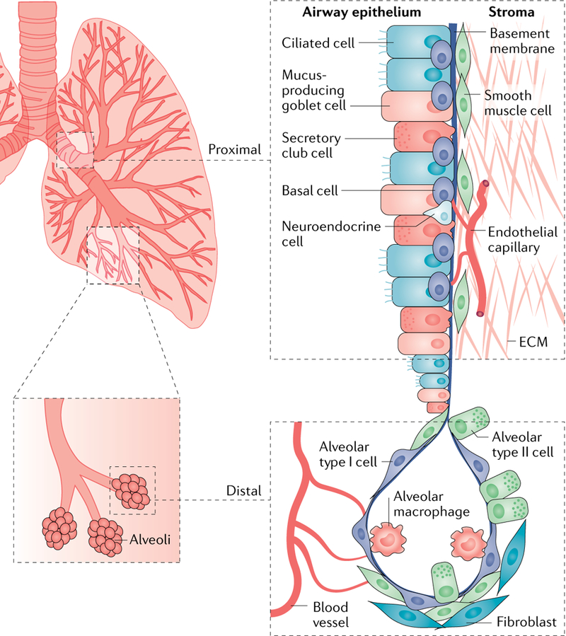 【佳学基因检测】肺癌转移的微环境基因检测