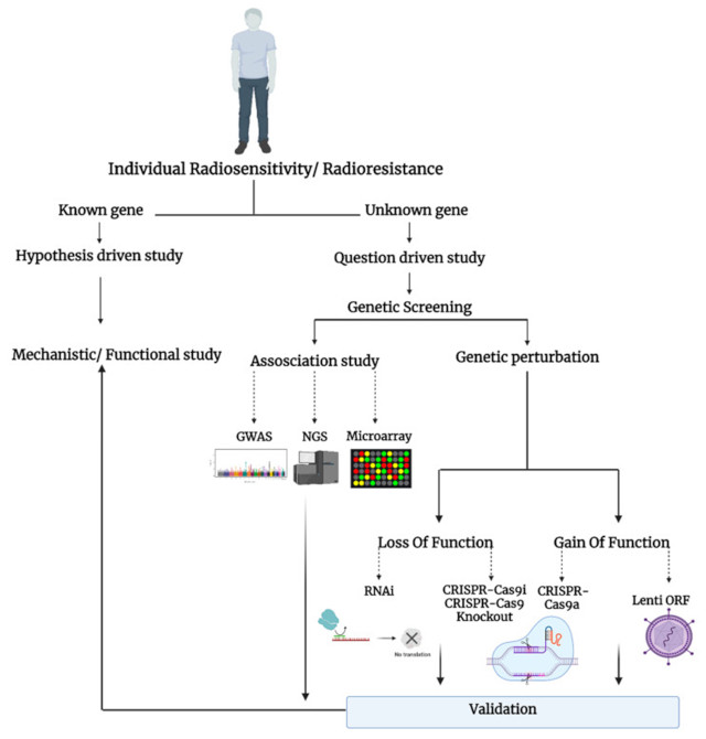 【佳学基因检测】CSF2RA分子病理检测的作用