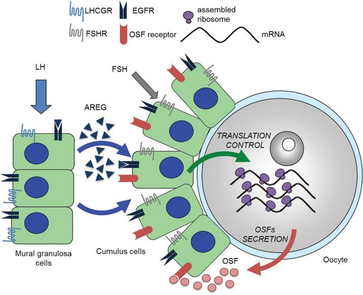 【佳学基因检测】神经外科学中如何充实CPT1B分子病理检测内容