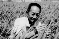 【讣告】杂交水稻之父、共和国勋章获得者袁隆平逝世，享年91岁