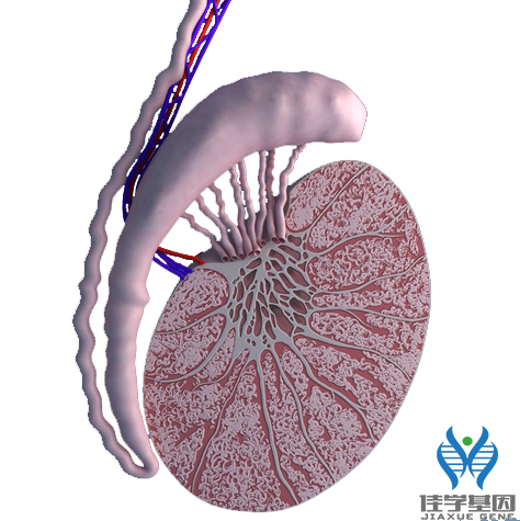 【医生职称考试】睾丸的结构、功能与相关疾病