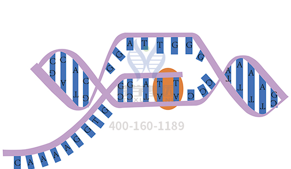 【佳学基因-基因检测】高胆红素血症将不再困扰患者