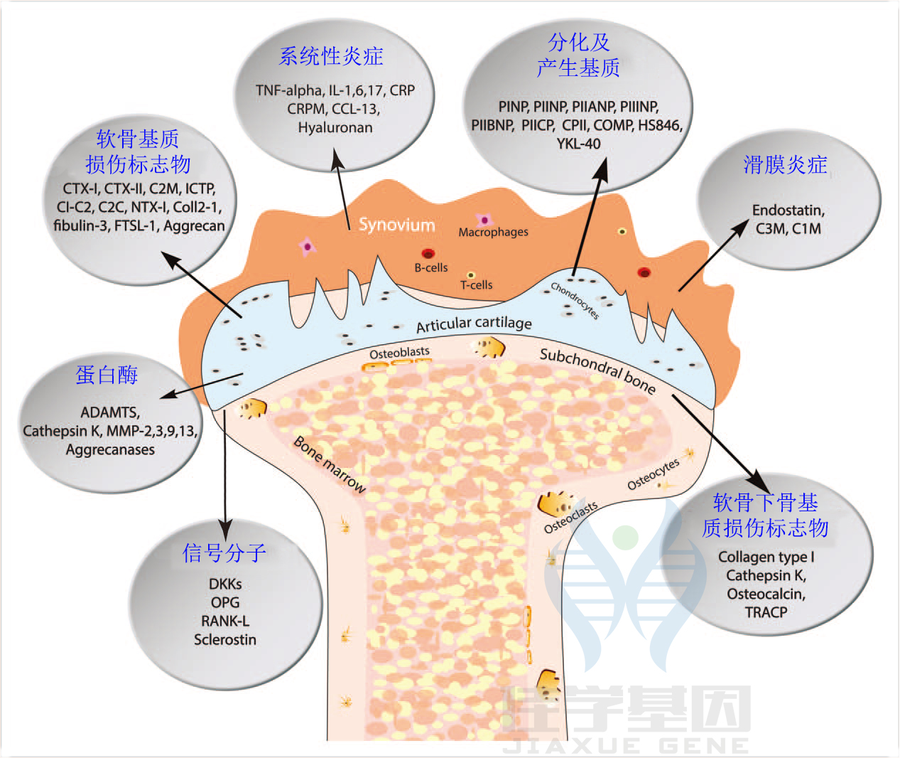 【佳学基因检测】骨关节炎基于基因检测的分子诊断分型 【佳学基因检测】骨关节炎基于基因检测的分子诊断分型