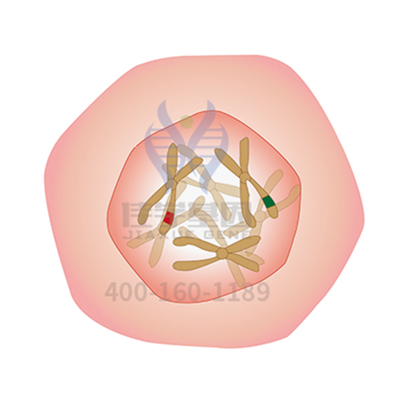 【佳学基因解码-基因检测】Ⅱ型糖尿病基因解码与基因检测