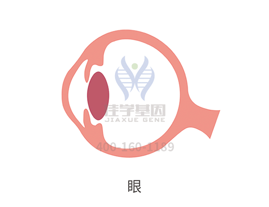 【佳学基因检测】白内障基因解码、基因检测 【佳学基因检测】白内障基因解码、基因检测