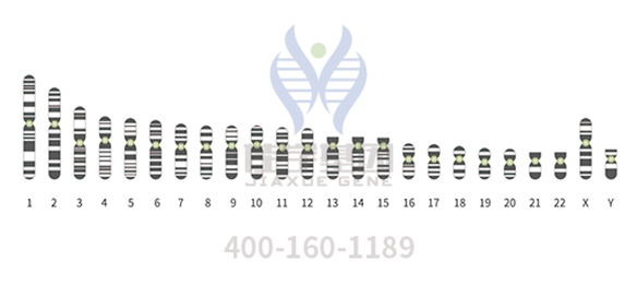 【佳学基因检测】染色体异常伴无精症,还有孕育健康宝宝的可能吗? 【佳学基因检测】染色体异常伴无精症,还有孕育健康宝宝的可能吗?
