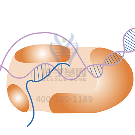 【佳学基因检测】ETV2分子病理检测后采用什么药物治疗比较有效果？